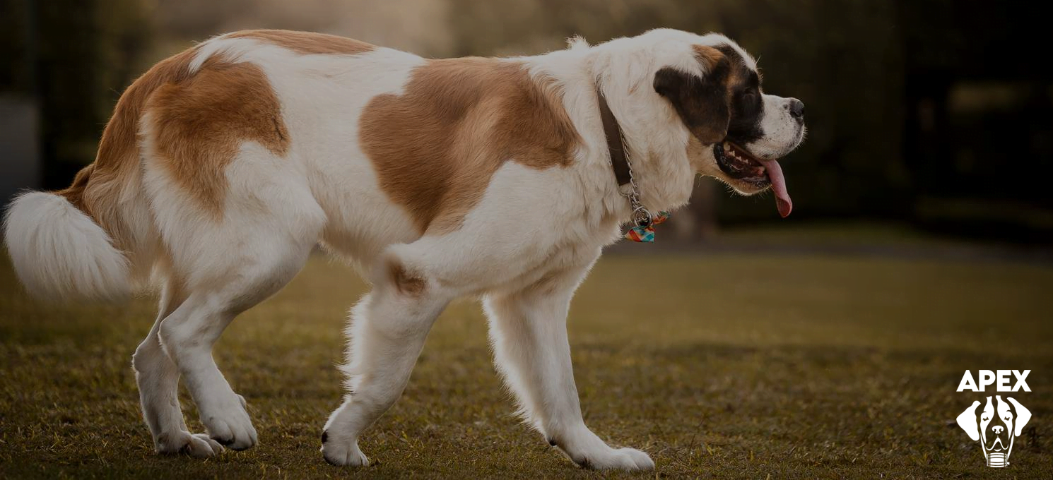 Apex Saint Bernard Dog Story